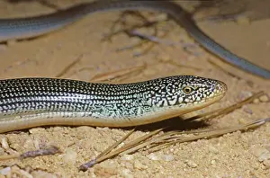 Legless: Eastern Glass Lizard
