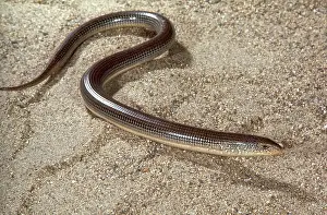 Legless: Eastern Glass Lizard