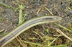 Legless: Eastern Glass Lizard