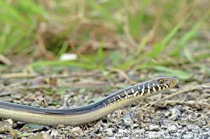 Legless: Eastern Glass Lizard