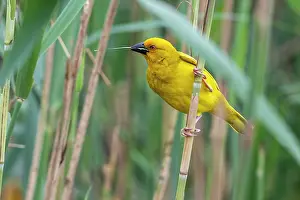 Ploceus: Eastern golden weaver (Ploceus subaureus) Yellow