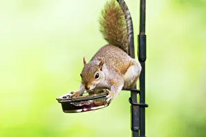 Jelly: Eastern Gray Squirrel - Feeding on grape jelly