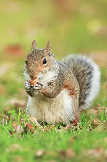 Acorn: Eastern gray squirrel (Sciurus carolinensis), England