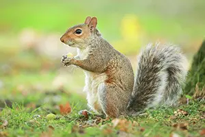 Acorn: Eastern gray squirrel (Sciurus carolinensis), England