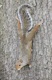 Orthographic: Eastern gray squirrel (Sciurus carolinensis), England