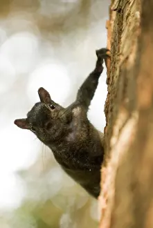 Carolinensis: Eastern gray squirrel, Sciurus carolinensis