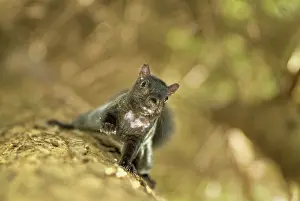 Carolinensis: Eastern gray squirrel, Sciurus carolinensis
