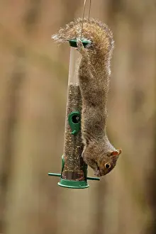 Carolinensis: eastern gray squirrel (Sciurus carolinensis), feeding