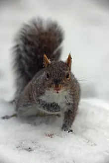 Nuts: Eastern Gray Squirrel (Sciurus carolinensis) -