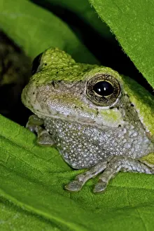 Hylid: Eastern Gray Tree Frog