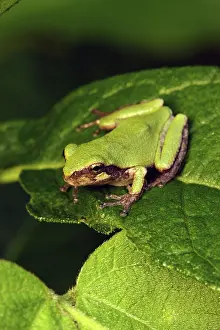 Versicolor: Eastern Gray Treefrog