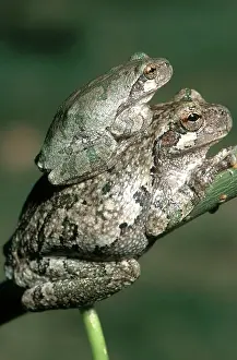 Treefrogs: Eastern Gray Treefrogs