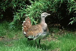 Bustard: Eastern Great Bustard