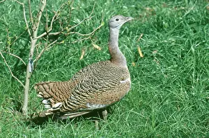 Bustard: Eastern Great Bustard