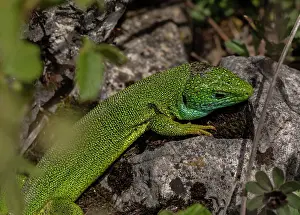 Scrub: Eastern Green Lizard, Lacerta viridis, male in scrub