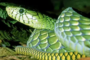 Mamba: Eastern Green Mamba