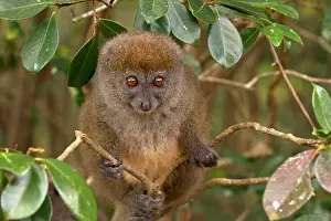 Griseus: Eastern Grey Bamboo Lemur