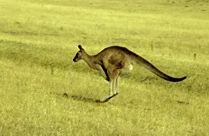Tasmaniensis: Eastern grey (ForesterIs) kangaroo (Macropus giganteus