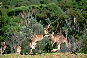 Kicking: Eastern Grey Kangaroo