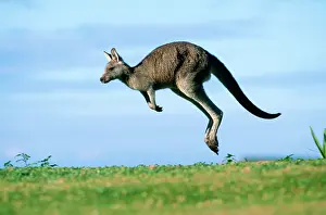 Hopping: Eastern Grey Kangaroo