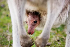 Joey: Eastern Grey Kangaroo