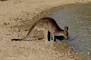 310517: Eastern Grey Kangaroo A3973