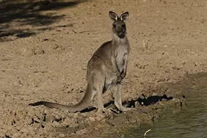 310517: Eastern Grey Kangaroo A3984