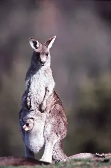 Pouches: EASTERN GREY KANGAROO - and baby