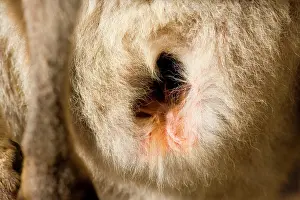 Pouches: Eastern Grey Kangaroo - close-up shot of an empty pouch