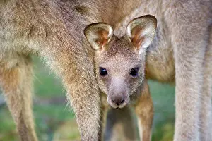 Peers: Eastern Grey Kangaroo - cute portrait of a joey