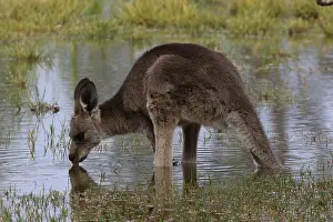 310517: Eastern Grey Kangaroo drinking A3751