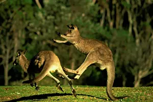 Kicking: Eastern Grey Kangaroo - Fighting
