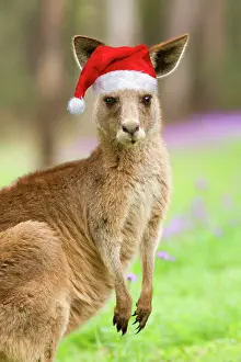 Giganteus: Eastern Grey Kangaroo - frontal portrait of an adult