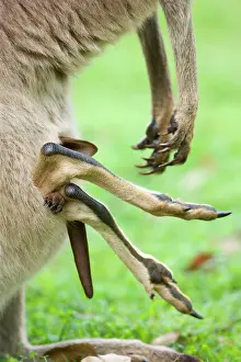 Pouches: Eastern Grey Kangaroo - funny picture of a pouch