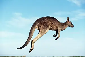 Kallen Marc Ferrero: EASTERN GREY KANGAROO - hopping