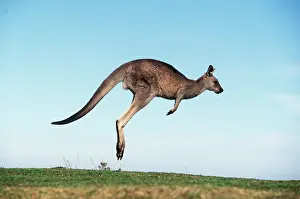 Kallen Marc Ferrero: Eastern Grey Kangaroo - hopping