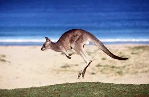 Kallen Marc Ferrero: EASTERN GREY KANGAROO - Hopping with ocean in background