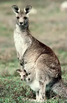 Joey: EASTERN GREY KANGAROO - with Joey