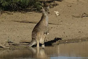 Joey: Eastern Grey Kangaroo with joey in pouch A4161