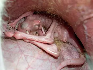 Teets: Eastern Grey Kangaroo - joey in pouch - holding on to nipple