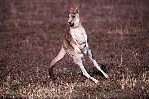 Kangaroos: EASTERN GREY KANGAROO - jumping