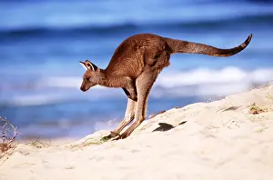 Kangaroos: EASTERN GREY KANGAROO - jumping down sand dune