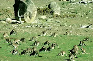 Habtiat: Eastern Grey Kangaroo - Large group