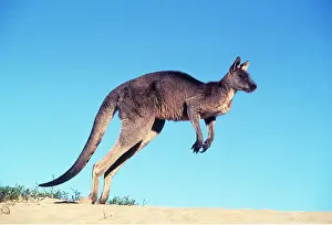 Kallen Marc Ferrero: Eastern Grey Kangaroo - leaping in sand