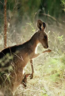 Colling: Eastern Grey KANGAROO - licking forearm for evaporative