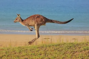 Maloney: Eastern grey kangaroo (Macropus giganteus), adult