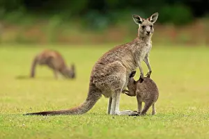 Maloney: Eastern grey kangaroo (Macropus giganteus), adult