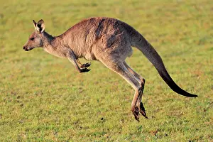 Maloney: Eastern grey kangaroo (Macropus giganteus), adult