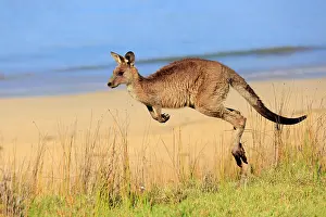 Maloney: Eastern grey kangaroo (Macropus giganteus), adult
