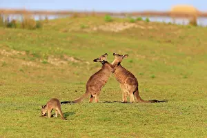 Maloney: Eastern grey kangaroo (Macropus giganteus), adult